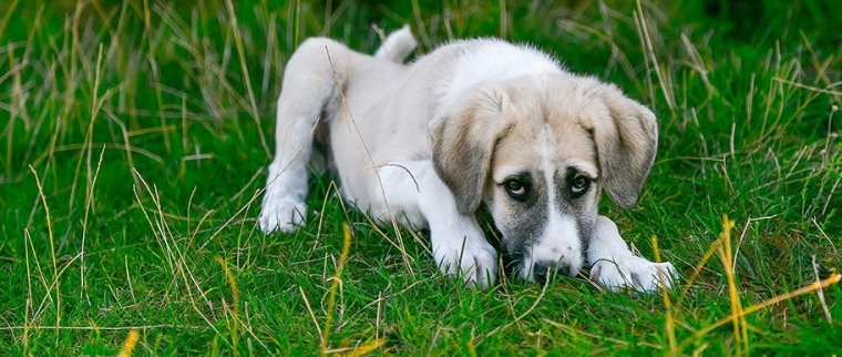 Assurance maladie pour chien